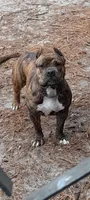 SIMBA, a male American Bully for sale in Moultrie, GA – Photo 8 of 9