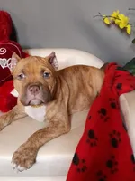 TITUS/TIGER, a male American Bully for sale in Moultrie, GA – Photo 1 of 5