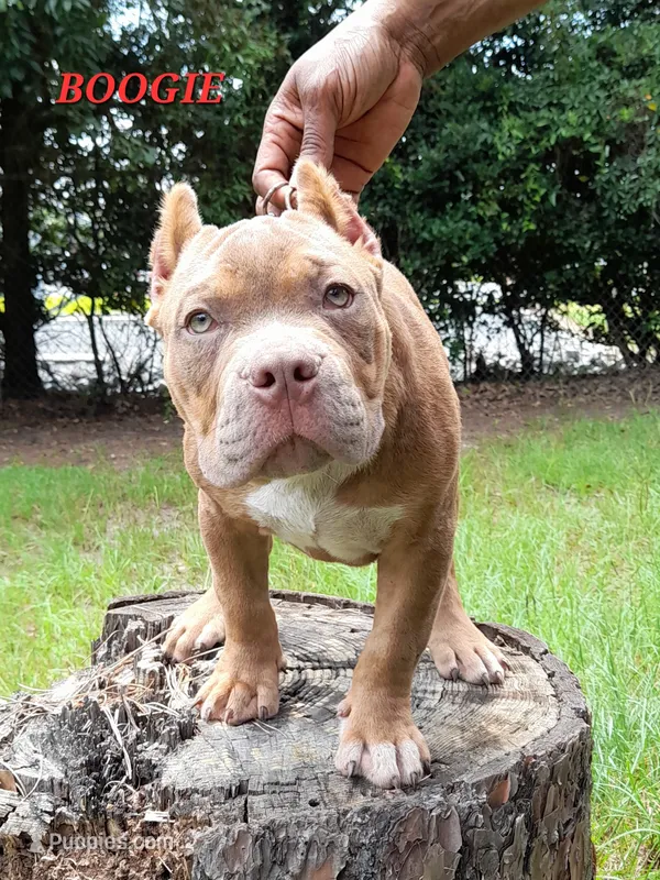 BOOGIE/BLUE FAWN SABLE TRI – American Bully puppy for sale in Moultrie, GA