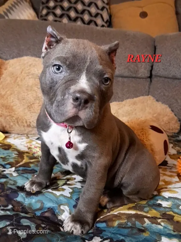 RAYNE – American Bully puppy for sale in Moultrie, GA