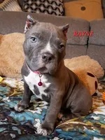 RAYNE, a female American Bully for sale in Moultrie, GA – 1 of 7
