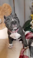 MERCEDES, a female American Bully for sale in Moultrie, GA – 4 of 8
