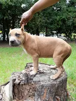 KUSH, a male American Bully for sale in Moultrie, GA – 2 of 6