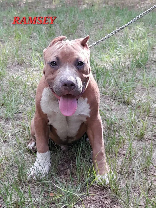 RAMSEY – American Bully puppy for sale in Moultrie, GA
