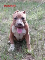 RAMSEY, a male American Bully for sale in Moultrie, GA – 1 of 8