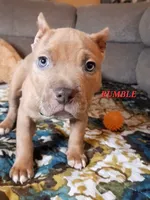 RUMBLE, a male American Bully for sale in Moultrie, GA – 1 of 5
