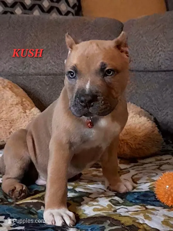KUSH – American Bully puppy for sale in Moultrie, GA