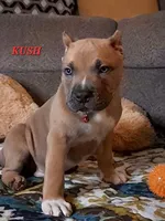 KUSH, a male American Bully for sale in Moultrie, GA – 1 of 5