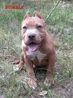 RUMBLE, a male American Bully for sale in Moultrie, GA – 1 of 5
