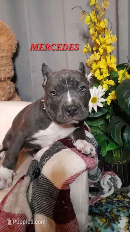 MERCEDES – American Bully puppy for sale in Moultrie, GA