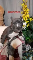 MERCEDES, a female American Bully for sale in Moultrie, GA – 1 of 8