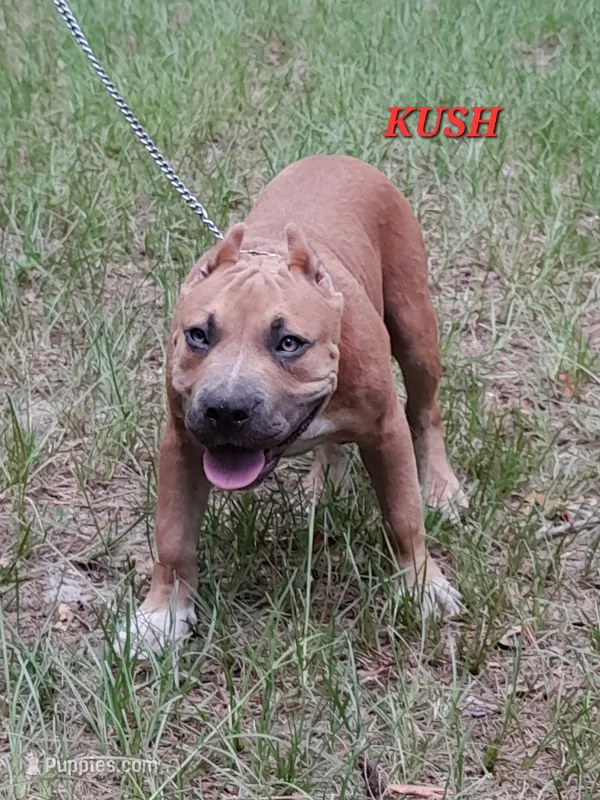 KUSH – American Bully puppy for sale in Moultrie, GA
