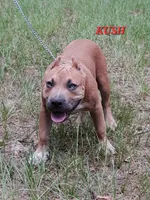 KUSH, a male American Bully for sale in Moultrie, GA – 1 of 8