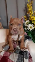 BOOGIE/BLUE FAWN SABLE TRI, a male American Bully for sale in Moultrie, GA – 4 of 8