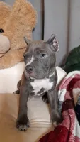 RAYNE, a female American Bully for sale in Moultrie, GA – 3 of 7