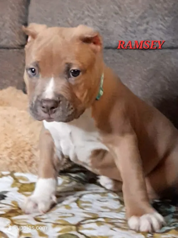 RAMSEY – American Bully puppy for sale in Moultrie, GA