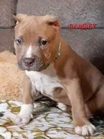 RAMSEY, a male American Bully for sale in Moultrie, GA – 1 of 7