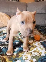 RUMBLE, a male American Bully for sale in Moultrie, GA – 2 of 5