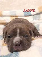 RAYNE, a female American Bully for sale in Moultrie, GA – Photo 1 of 5