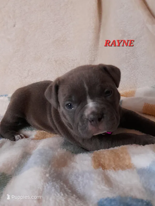RAYNE – American Bully puppy for sale in Moultrie, GA
