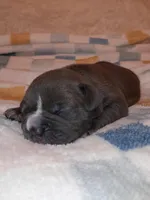 RAYNE, a female American Bully for sale in Moultrie, GA – Photo 2 of 5