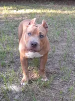 RUMBLE, a male American Bully for sale in Moultrie, GA – 3 of 8