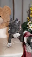 MERCEDES, a female American Bully for sale in Moultrie, GA – 2 of 8