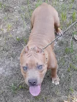 RUMBLE, a male American Bully for sale in Moultrie, GA – 4 of 8