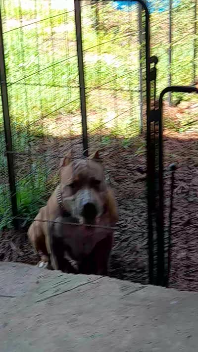 RAMSEY, a male American Bully for sale in Moultrie, GA – 10 of 10
