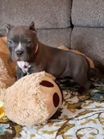 RAYNE, a female American Bully for sale in Moultrie, GA – 3 of 7