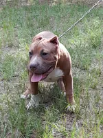 RAMSEY, a male American Bully for sale in Moultrie, GA – 2 of 8