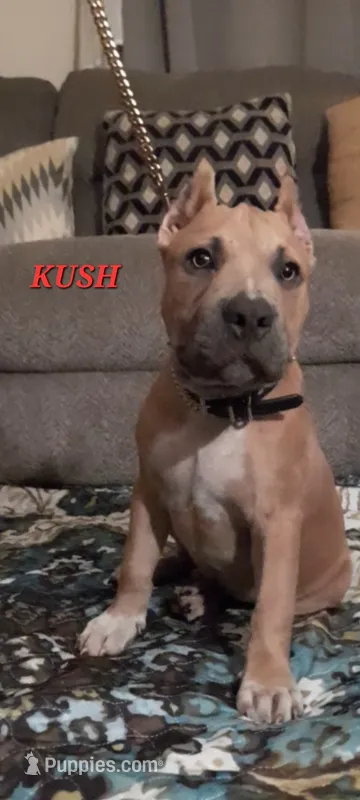 KUSH – American Bully puppy for sale in Moultrie, GA