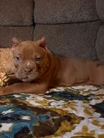 BOOGIE, a male American Bully for sale in Moultrie, GA – 5 of 9