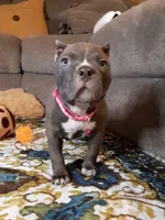 RAYNE, a female American Bully for sale in Moultrie, GA – 4 of 7