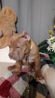 BOOGIE/BLUE FAWN SABLE TRI, a male American Bully for sale in Moultrie, GA – 5 of 8