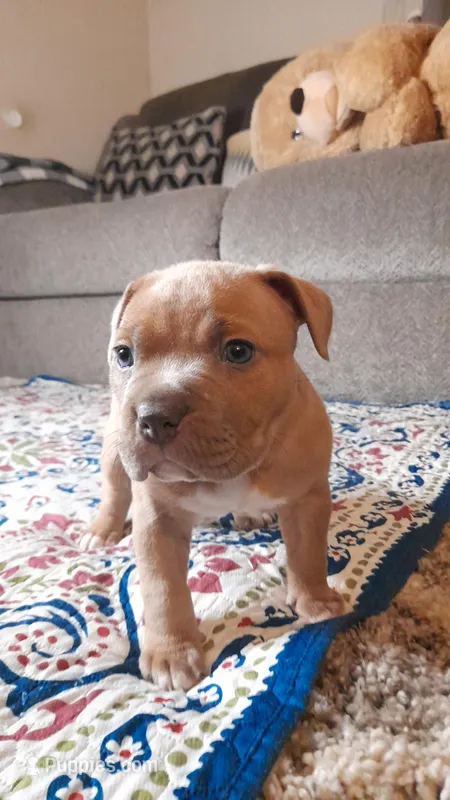 RUMBLE – American Bully puppy for sale in Moultrie, GA