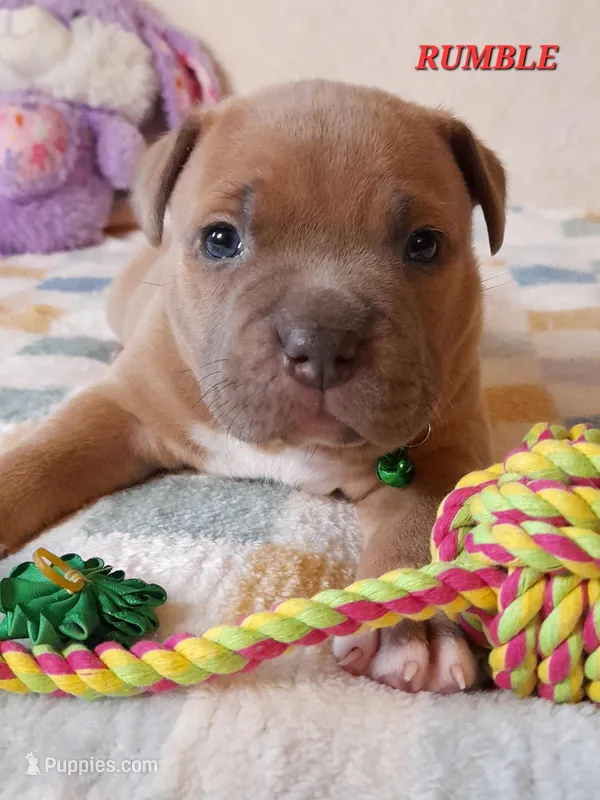 RUMBLE – American Bully puppy for sale in Moultrie, GA