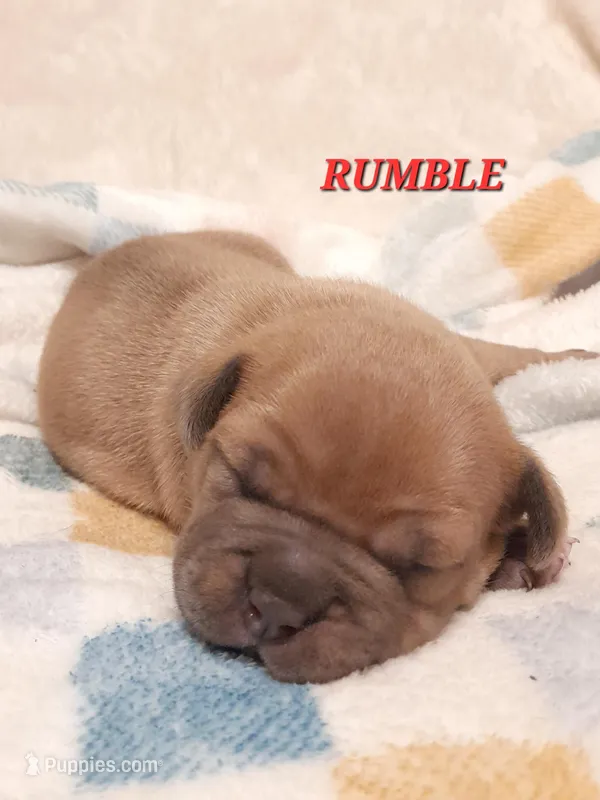 RUMBLE – American Bully puppy for sale in Moultrie, GA