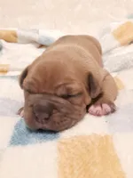 RUMBLE, a male American Bully for sale in Moultrie, GA – Photo 2 of 5