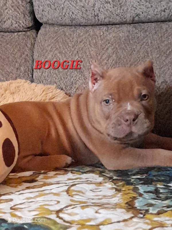 BOOGIE – American Bully puppy for sale in Moultrie, GA