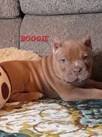 BOOGIE, a male American Bully for sale in Moultrie, GA – 1 of 9