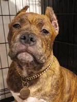 GEMINI/TITAN, a male American Bully for sale in Moultrie, GA – Photo 2 of 6