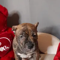 TITAN, a male American Bully for sale in Moultrie, GA – Photo 2 of 9