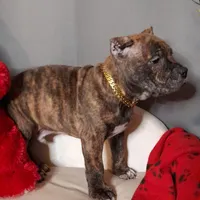 TITAN, a male American Bully for sale in Moultrie, GA – Photo 3 of 9