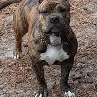 TITAN, a male American Bully for sale in Moultrie, GA – Photo 6 of 9