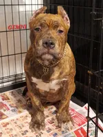 GEMINI/TITAN, a male American Bully for sale in Moultrie, GA – Photo 1 of 6