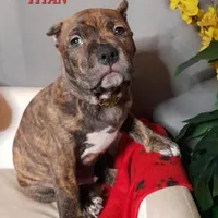 TITAN, a male American Bully for sale in Moultrie, GA – Photo 1 of 9