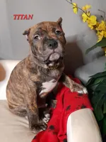 TITAN, a male American Bully for sale in Moultrie, GA – Photo 1 of 9