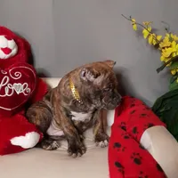 TITAN, a male American Bully for sale in Moultrie, GA – Photo 5 of 9