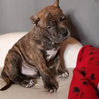 TITAN, a male American Bully for sale in Moultrie, GA – Photo 4 of 9